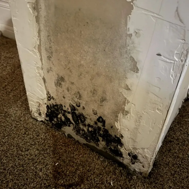 Professional Mold Removal in Timberville, VA